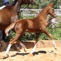Champion Foal HHSA Assessment Tour 2017